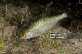 Image result for Squalius cephalus
