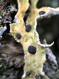 Attēlu rezultāti vaicājumam “Plectocarpon lichenum”