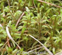 Attēlu rezultāti vaicājumam “Pleurozium schreberi sporophyte”