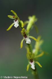 Attēlu rezultāti vaicājumam “Corallorhiza trifida”