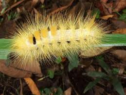 Attēlu rezultāti vaicājumam “Lymantriidae”