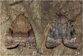 Attēlu rezultāti vaicājumam “Amphipyra”