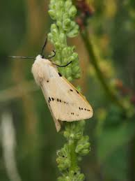 Attēlu rezultāti vaicājumam “Spilosoma lutea imago”