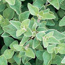 Attēlu rezultāti vaicājumam “Origanum vulgare leaf”