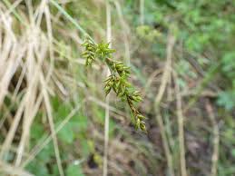 Attēlu rezultāti vaicājumam “Carex elongata”