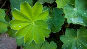 Attēlu rezultāti vaicājumam “Alchemilla vulgaris aggr. leaf”