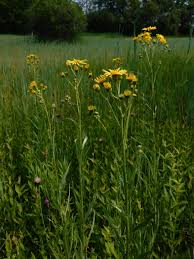 Attēlu rezultāti vaicājumam “Jacobaea paludosa leaf”