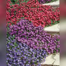 Image result for Aubrieta hybrida (cultorum)