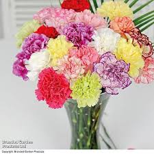 Attēlu rezultāti vaicājumam “Viola x williamsii flower”