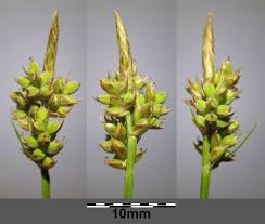 Attēlu rezultāti vaicājumam “Carex pilulifera”