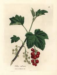 Attēlu rezultāti vaicājumam “Ribes rubrum”