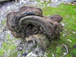 Attēlu rezultāti vaicājumam “Phellinus pomaceus”