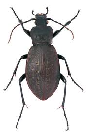 Attēlu rezultāti vaicājumam “Carabus coriaceus”