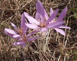 Attēlu rezultāti vaicājumam “Colchicum autumnale”