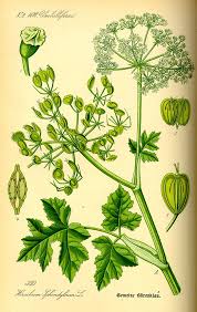 Attēlu rezultāti vaicājumam “Heracleum sphondylium subsp. sibiricum fruit”