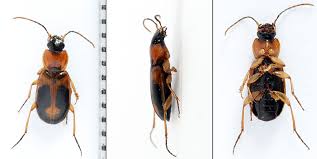 Attēlu rezultāti vaicājumam “Badister bullatus”