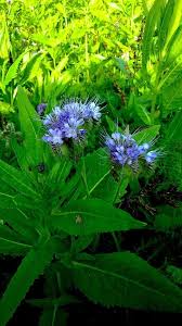 Attēlu rezultāti vaicājumam “Phacelia tanacetifolia”