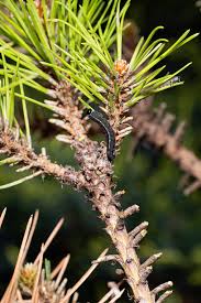 Attēlu rezultāti vaicājumam “Neodiprion sertifer larva”