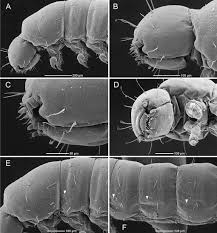 Attēlu rezultāti vaicājumam “Euura brevicornis larva”