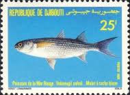 Image result for Crenimugil seheli