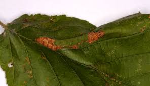 Attēlu rezultāti vaicājumam “Phyllonorycter nicellii”