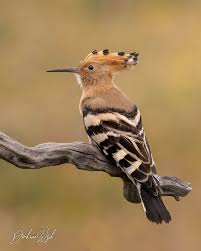 Attēlu rezultāti vaicājumam “Upupa epops adult”