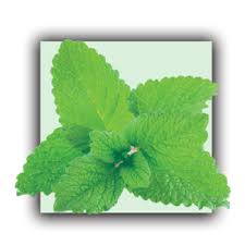 Image result for Melisse