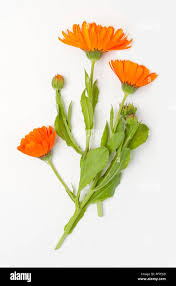 Attēlu rezultāti vaicājumam “Calendula officinalis leaf”