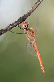 Attēlu rezultāti vaicājumam “Cordulidae”