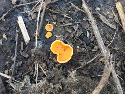 Attēlu rezultāti vaicājumam “Melastiza chateri”