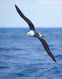 Image result for Thalassarche melanophris