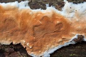 Attēlu rezultāti vaicājumam “Gloeoporus taxicola”