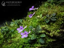 Image result for Sinningia