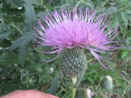 Attēlu rezultāti vaicājumam “Cirsium x rigens leaf”