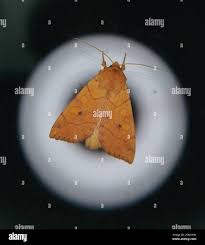 Attēlu rezultāti vaicājumam “Enargia paleacea”