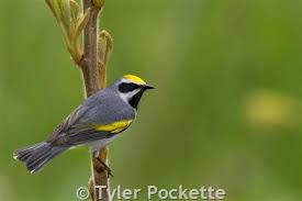 Image result for Vermivora chrysoptera