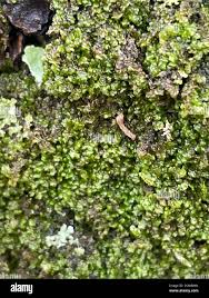 Attēlu rezultāti vaicājumam “Frullania fragilifolia”