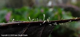 Attēlu rezultāti vaicājumam “Typhula setipes”