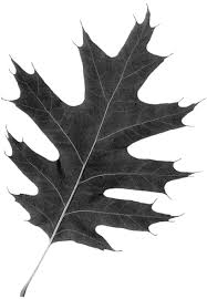 Attēlu rezultāti vaicājumam “Quercus rubra leaf”