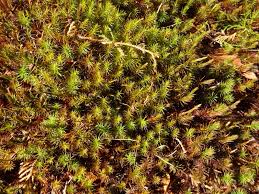 Attēlu rezultāti vaicājumam “Polytrichum juniperinum sporophyte”