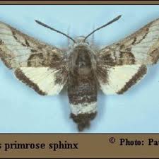 Attēlu rezultāti vaicājumam “Eupteryx vittata”