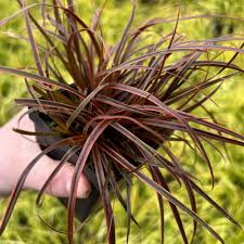 Attēlu rezultāti vaicājumam “Collaria rubens stalked”