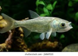 Image result for Hypophthalmichthys nobilis