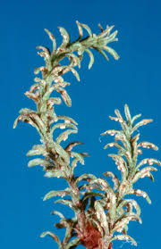 Attēlu rezultāti vaicājumam “Melampsoridium sp.”