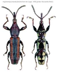 Image result for Coleoptera Curculionoidea