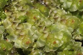 Attēlu rezultāti vaicājumam “Scapania nemorea”