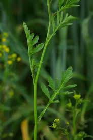 Attēlu rezultāti vaicājumam “Rorippa sylvestris leaf”