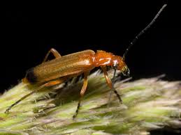 Attēlu rezultāti vaicājumam “Rhagonycha fulva”