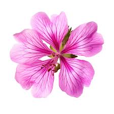 Attēlu rezultāti vaicājumam “Geranium palustre flower”