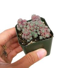Attēlu rezultāti vaicājumam “Sedum hispanicum fruit”